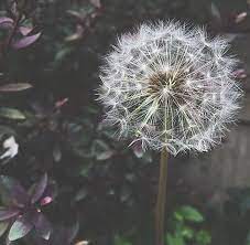 Pin By Garance Kaki On Botanique Dandelion Flowers Flower Garden