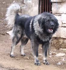 I Feel For The Guy That Starts Up With This Pooch Cani Animali Pastore