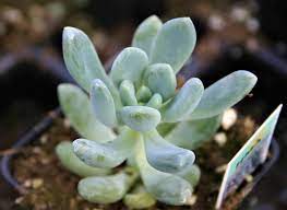 Maybe you would like to learn more about one of these? Echeveria Elegans Blue Echeveria Elegans Blue From Hillcrest Nursery
