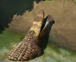 Image result for Aulacocalyx