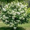 Buy order flower bouquets, baskets high quality flowers from blooming amazing, your dublin florists offering flower delivery in ireland & worldwide. 1