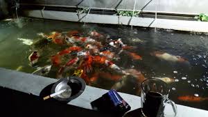 Kolam Koi Paling Padat Youtube