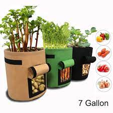 When to stop watering sweet potato plants? How To Grow Sweet Potatoes Tips For Planting Growing Complete Guide