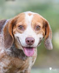 All dogs and cats are FREE to adopt and kittens and puppies are 1/2 price  now through Sunday! We're teaming up with the ASPCA and joining  #TheRescueEffect to help more animals find