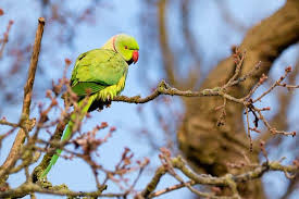 There are seven different species of how much does a parakeet cost. How Much Is Parakeet Neeness