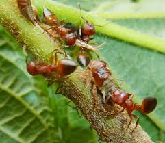 Image result for Oxyrhachis