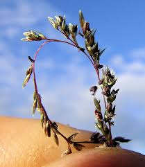 Image result for Sporobolus natalensis