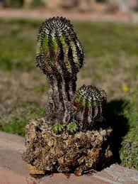 Image result for Euphorbia unicornis
