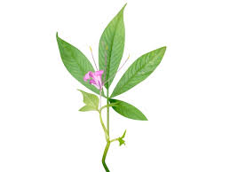 Image result for Cleome gynandra