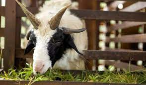 After all, cabbage is a green and cruciferous vegetable. Can Goats Eat Lettuce Farmhouse Guide