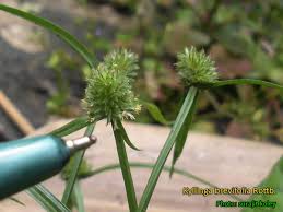 Image result for Kyllinga squamulata