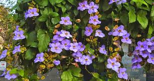 Image result for Thunbergia graminifolia