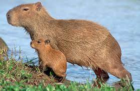 El roedor más grande del mundo. Hechos Interesantes Del Roedor Mas Grande El Capibara Robotitus