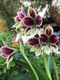 Image result for Hippeastrum
