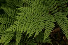 Image result for Diplazium humbertii