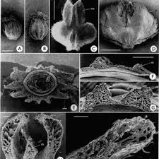 Image result for Pouzolzia guineensis