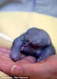 Meet Beau The Rescued Baby Echidna That S An Australian Hedgehog To You And Me Animals Beautiful Echidna Cuddly Animals