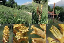 Image result for Orobanchaceae