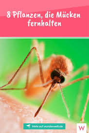 8 Pflanzen Die Mucken Fernhalten Mucken Fernhalten Pflanzen Gegen Mucken Pflanzen
