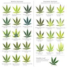 Nutrient Defecientcy Chart Thcfarmer Cannabis