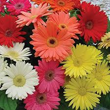Tipi di fiori margherite di shasta fiori annuali margherite more buongiorno orto bei posti coltivare. Gerbera Il Giardino Commestible