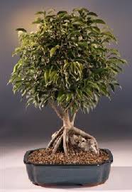 Maybe you would like to learn more about one of these? Root Over Rock Ficus Bonsai Tree Ficus Philippinensis