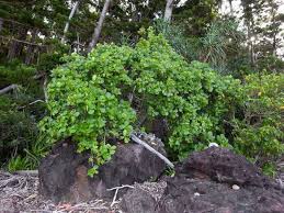 Image result for Guettarda