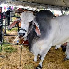 Places kuala selangor farm lembu korban 2019 selangor kl. Lembu Korban Berharga Lebih Dari Rm15 000 Betul Ke Ni