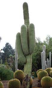 Before cacti, i remember, moving rooms was an emotional drain. Moving Cacti Some Tips And Suggestions Dave S Garden