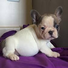 We guide you through the process of finding the perfect french bulldog puppy for you, how to prep for the arrival, and what to do when your puppy arrives. Thumb Gallery 7 French Bulldog Breeders Cute Baby Animals Bulldog Puppies For Sale