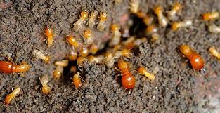 Allied termite & pest control is located in east galesburg city of illinois state. M9hspphlp Rm3m