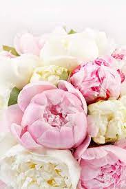 Pin On Flower Names