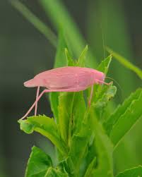 Free coloring pages, coloring book, printable coloring pages. The Extraordinary Pink Katydid The Ark In Space