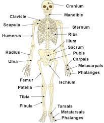 The students begin by playing a pelmanism game. Labeling The Skeleton Human Anatomy And Physiology Medical Coding Anatomy And Physiology