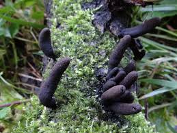 Image result for Xylaria polymorpha