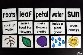 Plants Unit Powerpoint Lessons Printables Plants Kindergarten Planting For Kids Plant Lessons