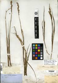 Image result for Isachne kiyalaensis