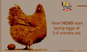 Do chickens lay bigger eggs as they get older? At What Age Do Hens Start Laying Eggs On Average Pullets Or Juvenile Hens Start Laying Eggs At About 5 Egg Laying Laying Chickens Best Egg Laying Chickens