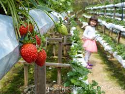 Book genting highlands hotels book genting highlands holiday packages. Goodyfoodies Genting Strawberry Leisure Farm Gohtong Jaya Genting Highlands