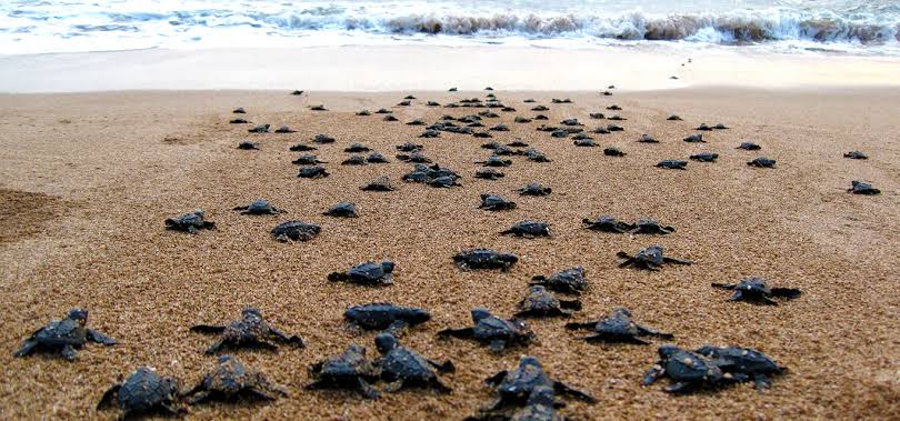 Baby Turtle Release