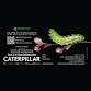 The Extraordinary Caterpillar Screening