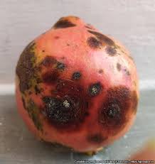 Image result for Colletoecema