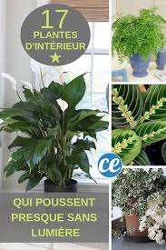 Check spelling or type a new query. Epingle Sur Plantes Et Jardinage