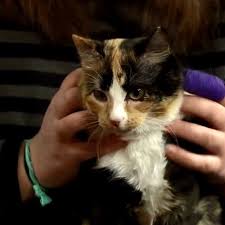 Only females carry the chromosomal combination needed for the calico pattern, but every now and then, a male cat will develop an extra chromosome and. Rare Male Calico Cat Up For Adoption At Cny Cat Coalition Wstm