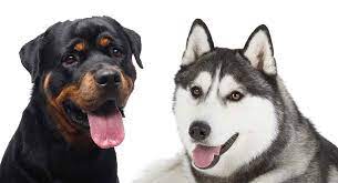 The stubbornness of the husky will challenge you in many ways! Rottweiler Husky Mix Could The Rottsky Be Your New Pup