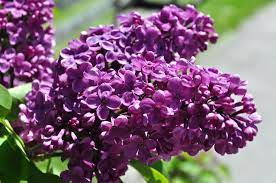 Bloomerang dark purple lilac shrubs syringa x 'smsjbp7' plant patent #26,549. Lilac Agincourt Beauty Is An Outstanding Lilac It Has Large Masses Of Highly Scented Deep Purple A Mid Season Bloomer Th Lilac Shrub Syringa Vulgaris Syringa