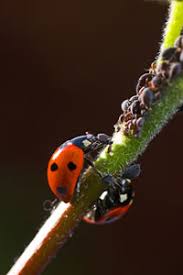 Je suis une coccinelle mais dure. Tout Savoir Sur Les Coccinelles Gamm Vert