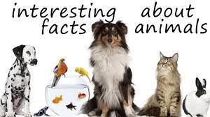 Learn interesting animal facts and download free coloring pages at animal fact guide. Amazing Facts About Animals For Kids 5 Mind Blowing Facts You Didn T Know About Animals Youtube