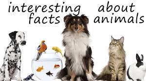 Home > facts > animals facts. Amazing Facts About Animals For Kids 5 Mind Blowing Facts You Didn T Know About Animals Youtube