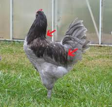 Notice the spurs on the rooster's legs? Ywhat To Look For In Determining Gender In Young Chickens